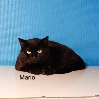 Mario en Macho